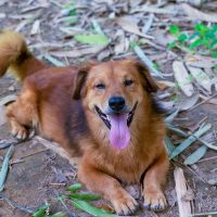 corgi mixed with golden retriever lying down on the ground looking at the camera