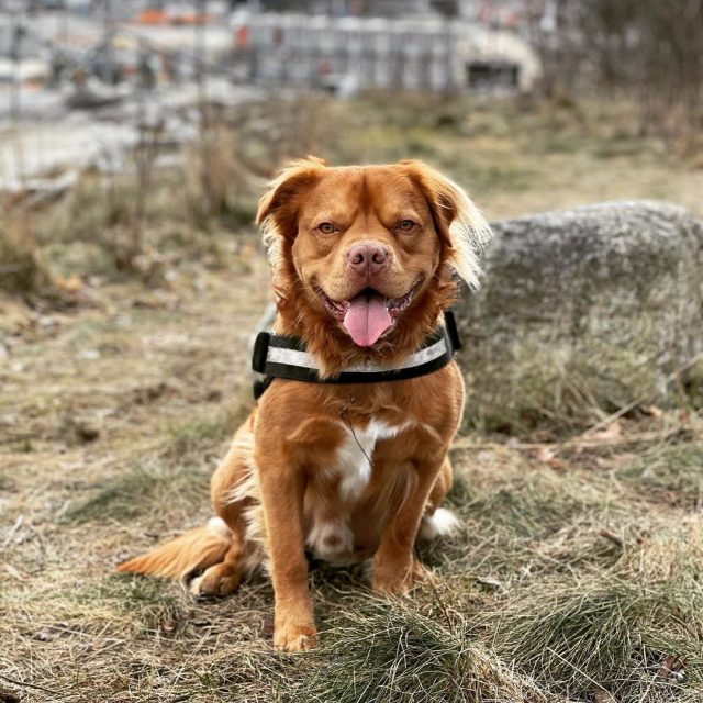 Golden Retriever Pitbull Mix: A Unique Hybrid The World Will Love