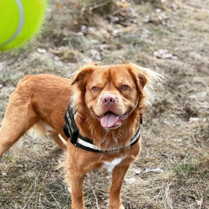 Golden Retriever Pitbull Mix A Unique Hybrid You Will Love