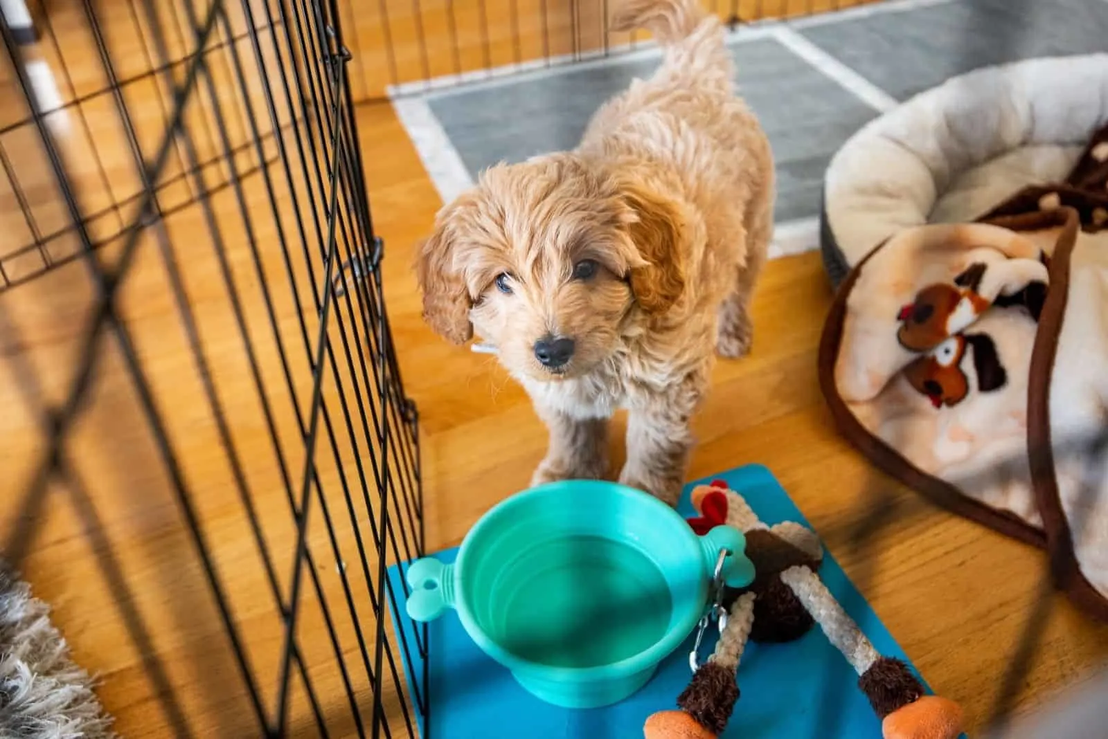 Best crate shop for goldendoodle