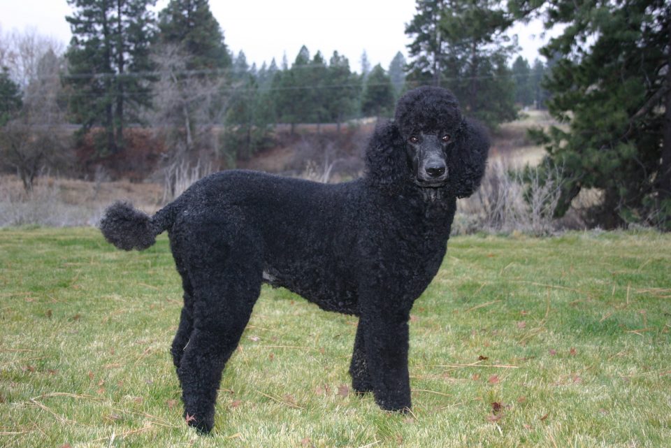 Black Poodle: Exploring Popular And Rare Poodle Coat Colors