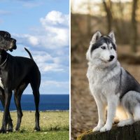 great dane and siberian husky