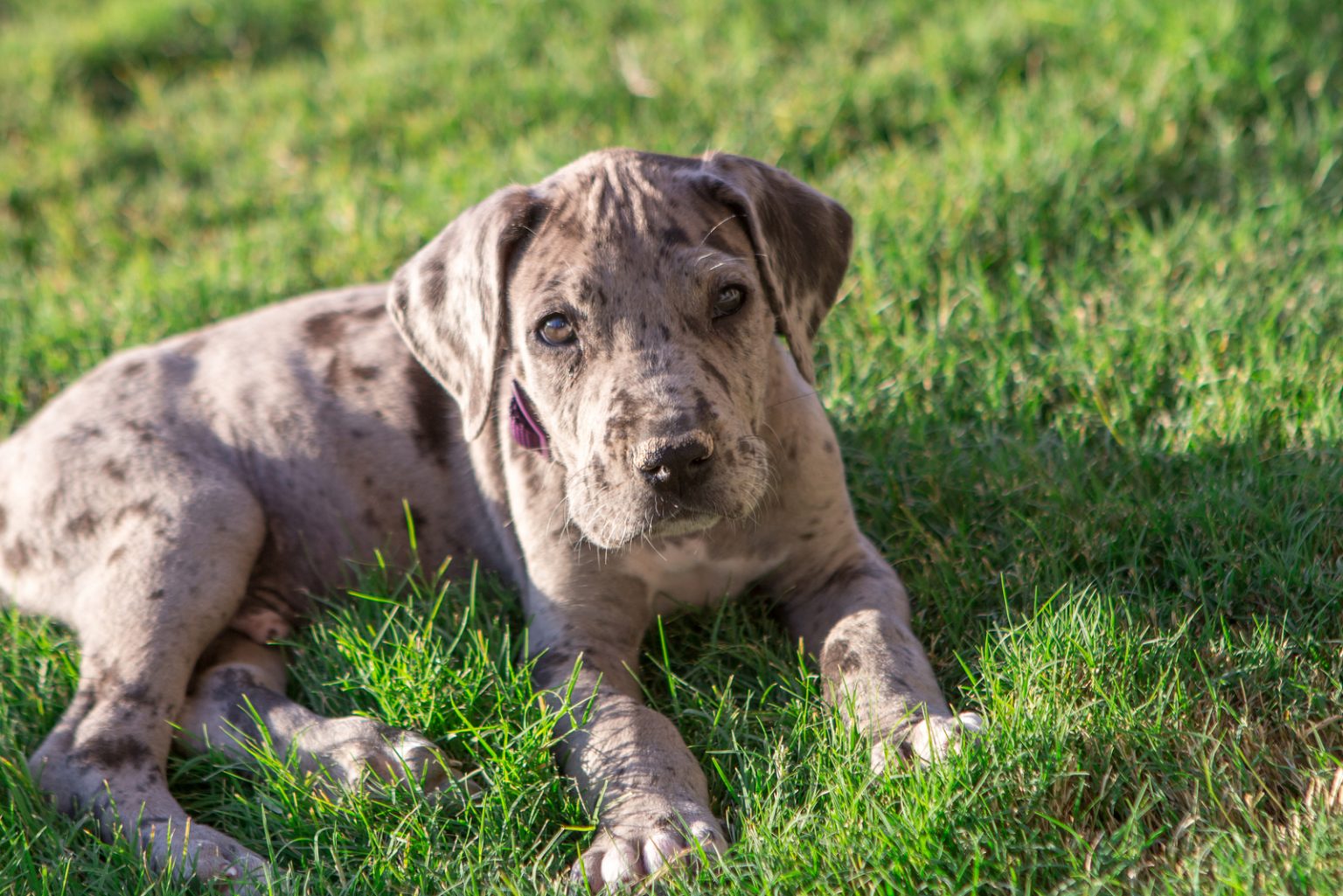 How Much Does Great Dane Cost? Breaking Down The Costs