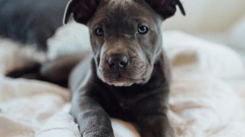 cute grey pitbull puppy