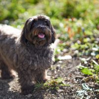 Black havenese dog standing outdoors