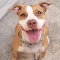 Pitbull dog sitting outdoors