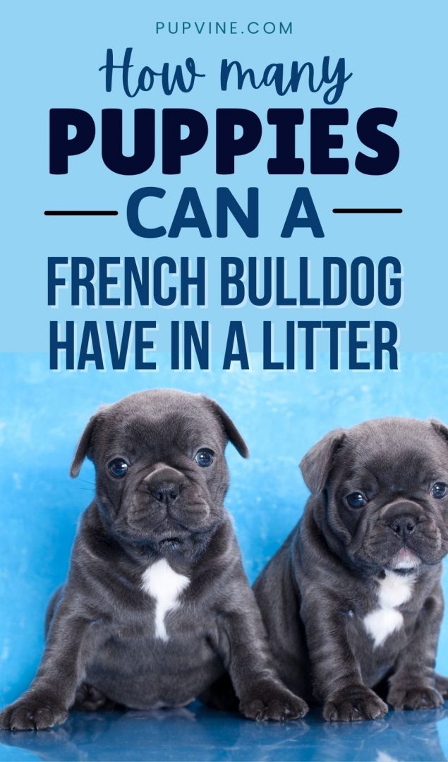 How Many Puppies Can A French Bulldog Have In A Litter?