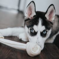 siberian husky puppy lying down in front of his toy inside home