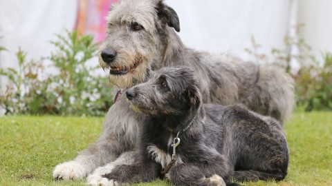 How Much Does An Irish Wolfhound Cost? Crunching Numbers