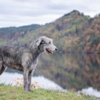 A huge Irish wolfhound stands on the river bank with a blurred autumn background