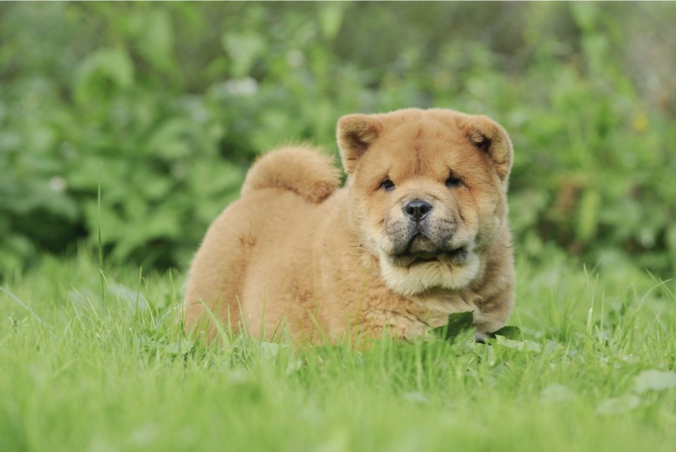 Chow Chow Colors A Complete Guide For Chow Chow Lovers