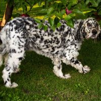 long haired dalmatian hiding underneath the tree