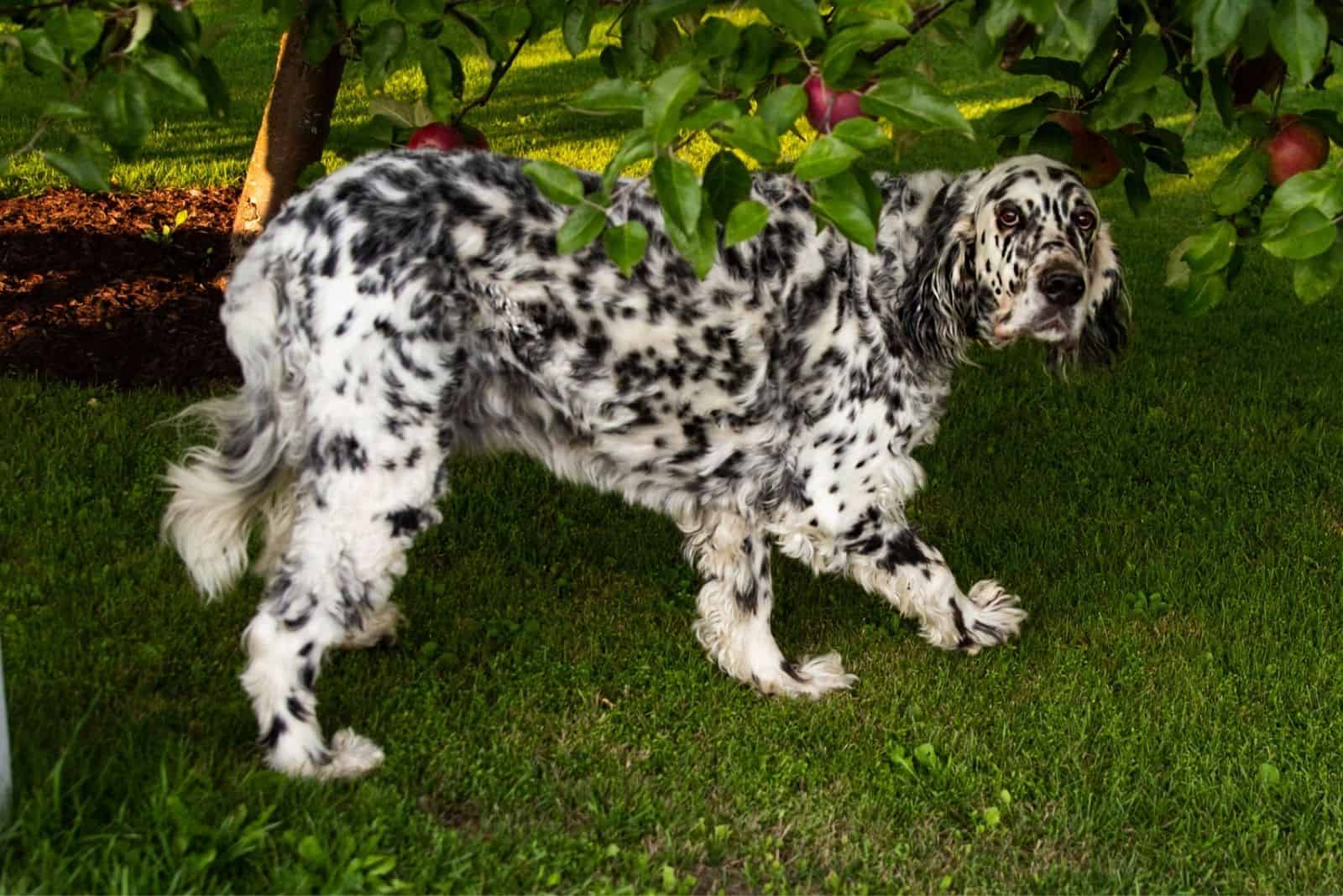 long hair dalmation