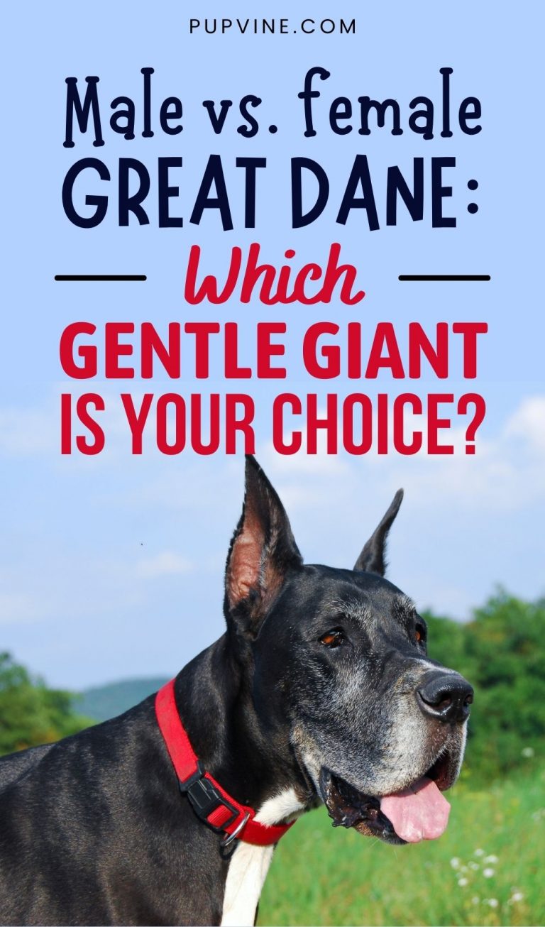 Male Vs. Female Great Dane: Which Gentle Giant Is Your Choice?