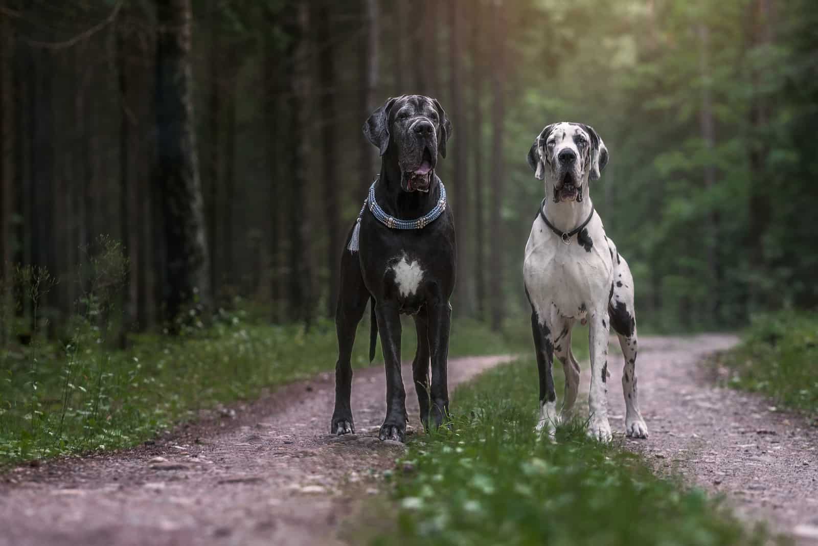Male Vs Female Great Dane Which One Is Your Choice?