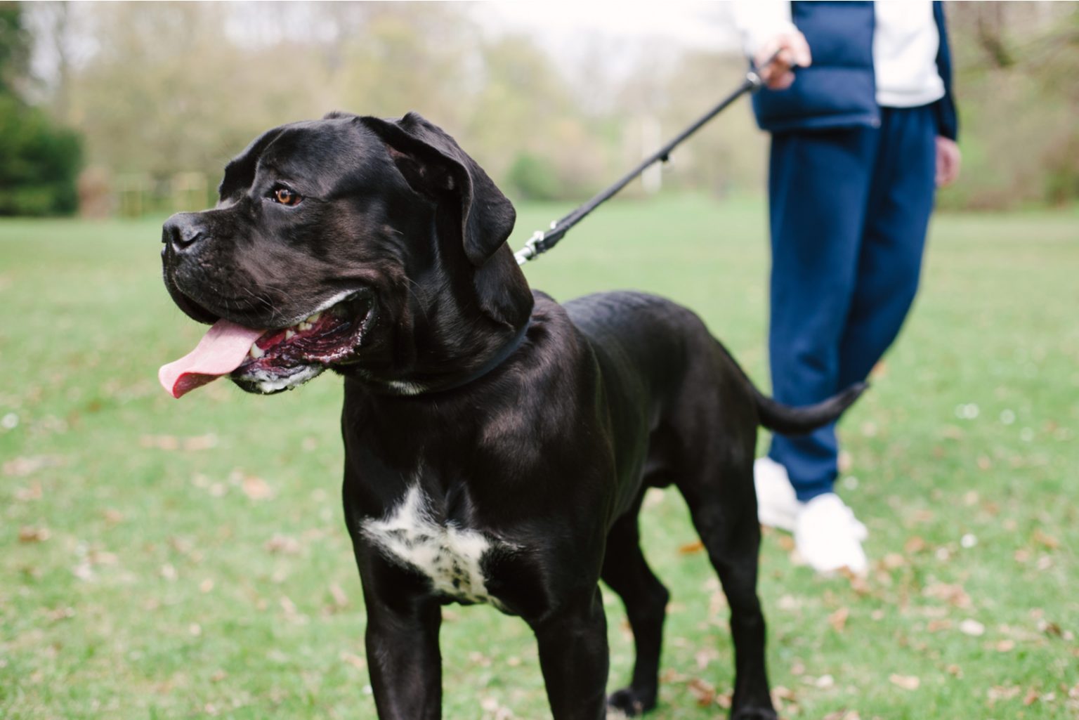 male-vs-female-cane-corso-the-hardest-decision-ever