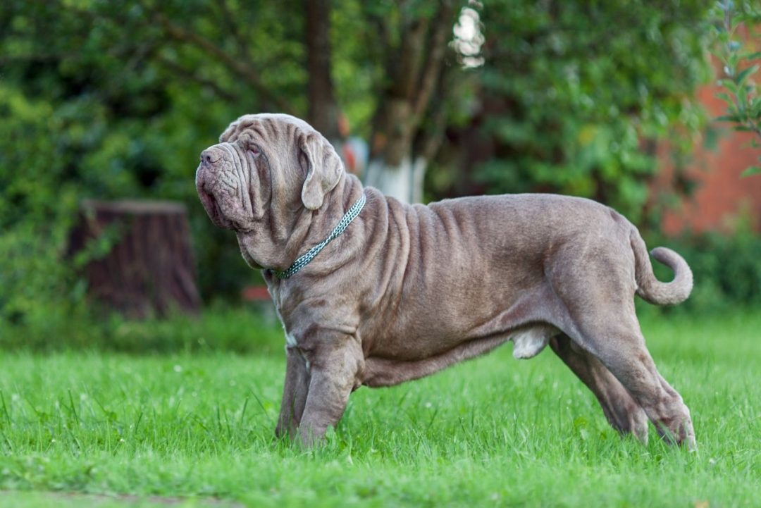 Cane Corso Great Dane Mix – A Gentle Giant Or A Danger?