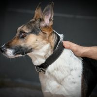 owner's hand petting on his panda german shepherd dog in the dark