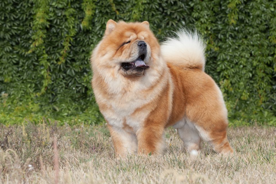 How Much Does A Chow Chow Cost? Puppy Price And Expenses