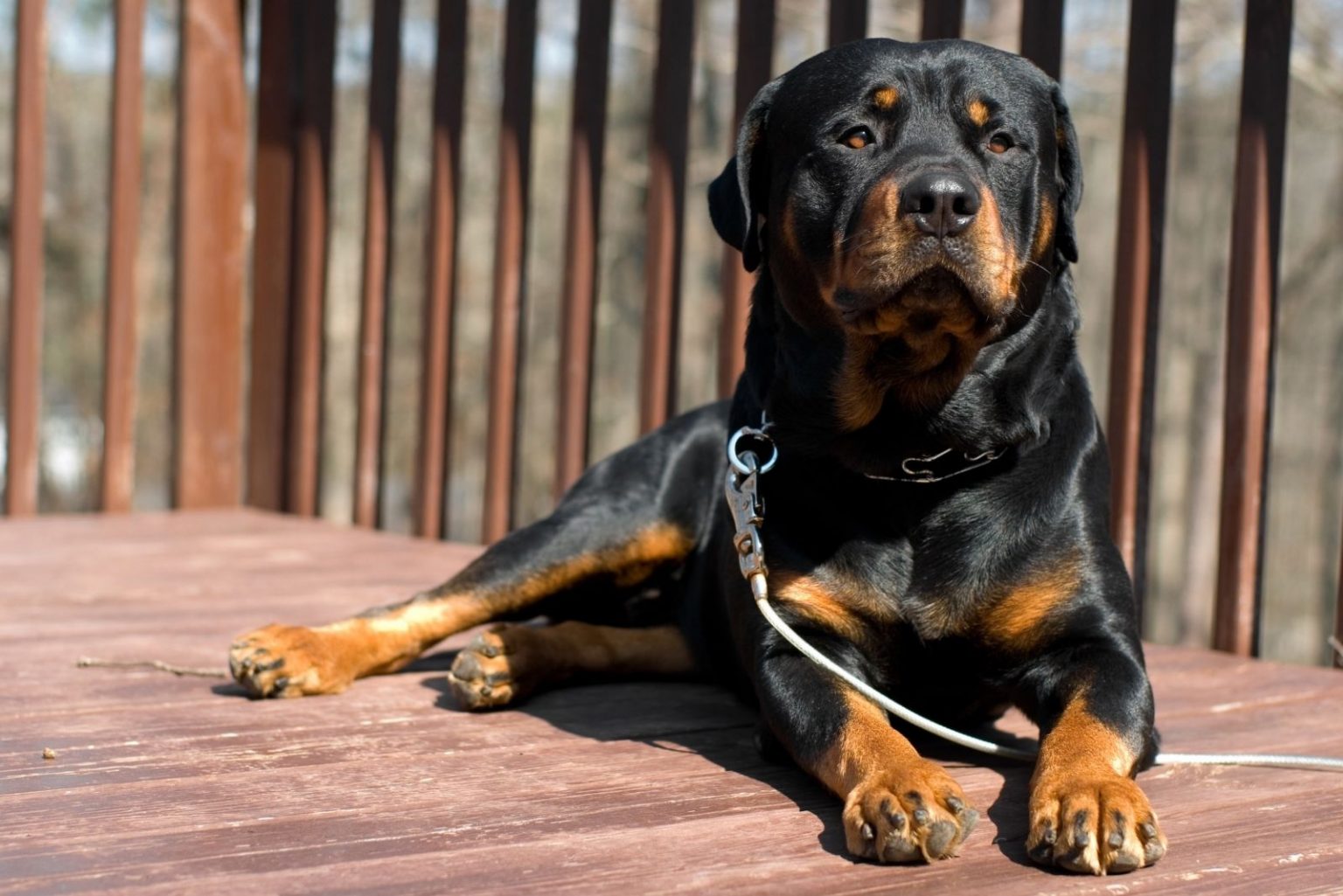 Are Rottweilers Dangerous? The Surprising Truth About Rotties