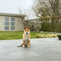 Shiba Corgi - All About This Adorable Mix