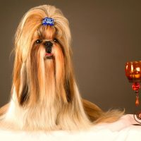 purebred long hair shih tzu beside a candle and holder