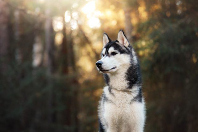 Great Dane Husky Mix: Your Best Guide To A Gentle Giant