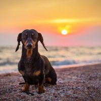 portrait dog breed dachshund, black and tan, against the setting sun on the beach in summer