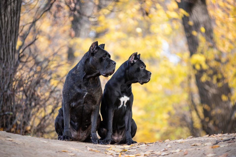 male-vs-female-cane-corso-the-hardest-decision-ever