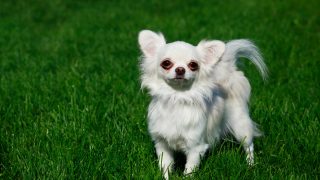 White Chihuahua: An Angel Among All Chihuahuas