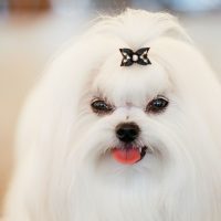 white shih tzu with ribbon on its hair in focus photography