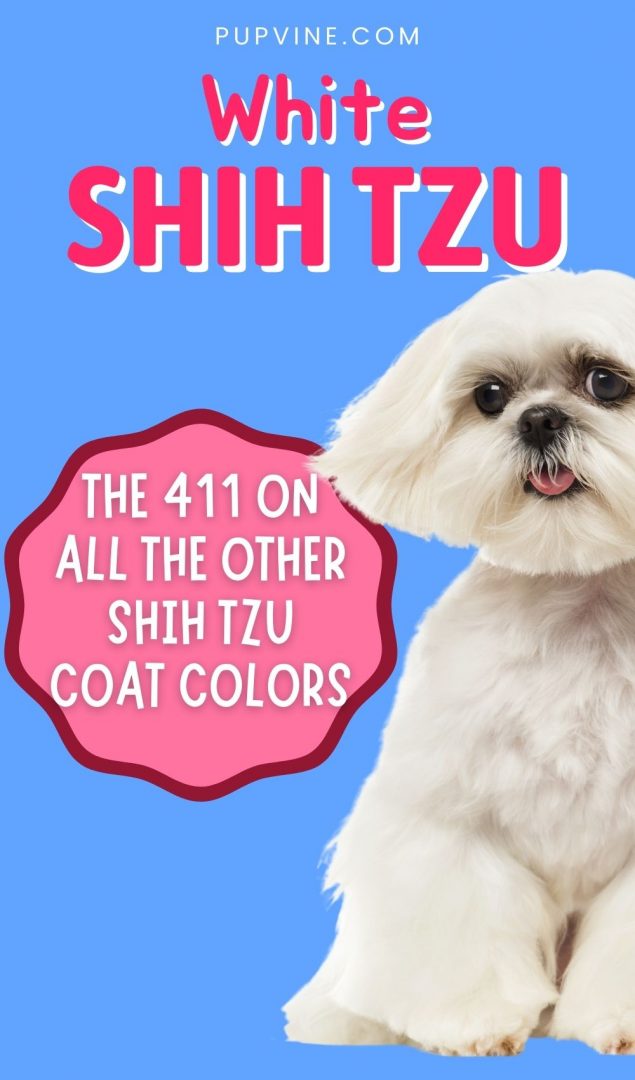 White Shih Tzu And The 411 On All The Other Shih Tzu Coat Colors