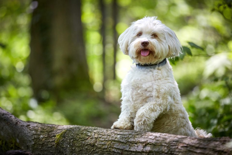 How Much Does A Havanese Cost: The Complete Expenses Guide