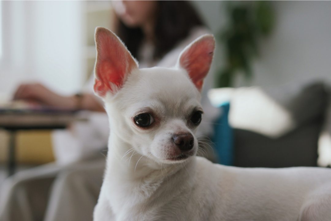 White Chihuahua: An Angel Among All Chihuahuas