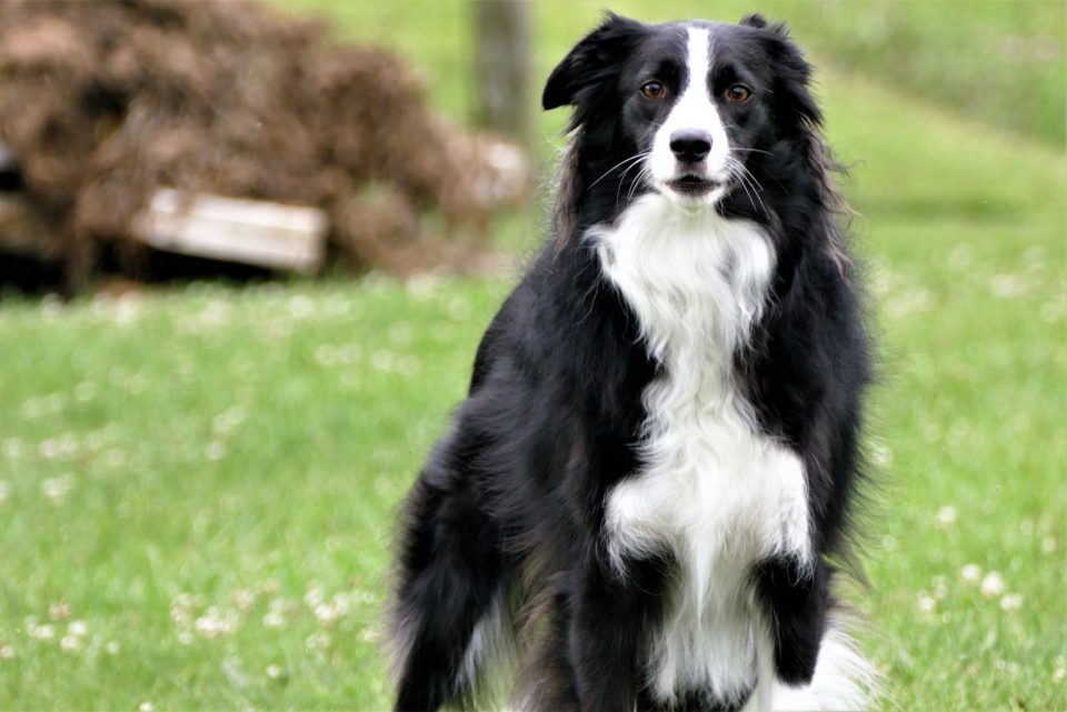 Are Border Collies Aggressive? How To Stop Their Aggression?