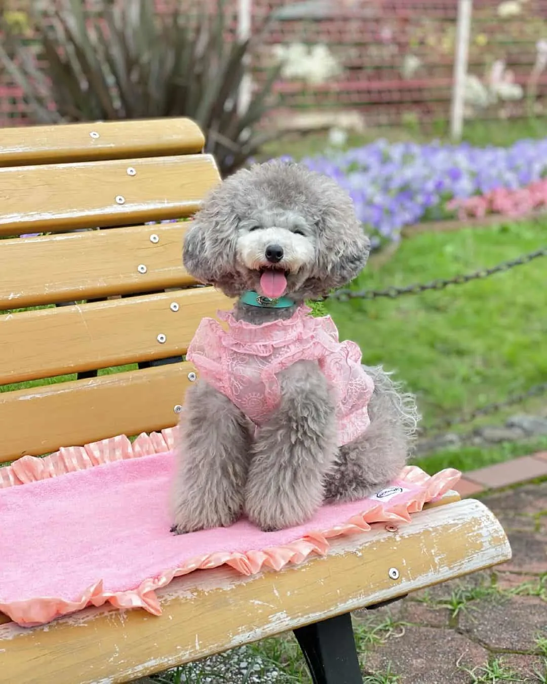 do black toy poodles turn silver