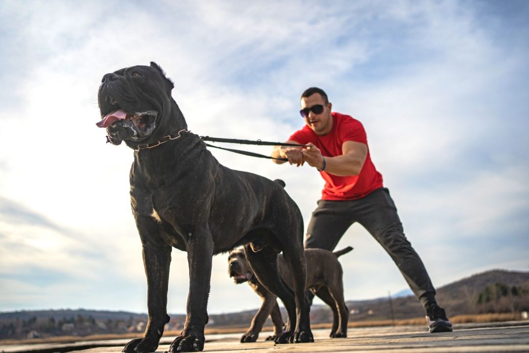 Are Cane Corsos Aggressive? The Story Behind This Dangerous Dog Breed