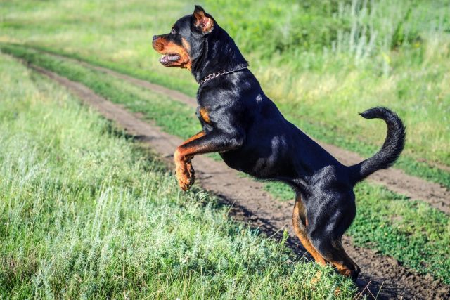 Are Rottweilers Dangerous? The Surprising Truth About Rotties