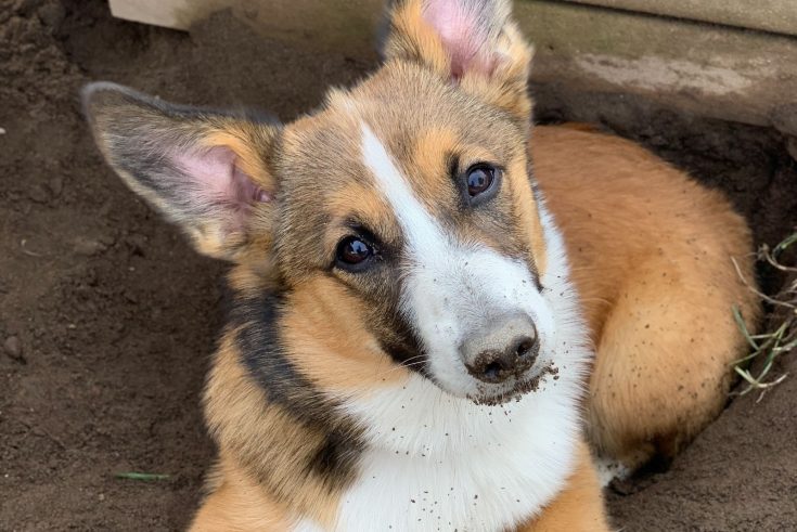 Australian Shepherd Corgi Mix - The Ultimate Herding Dog