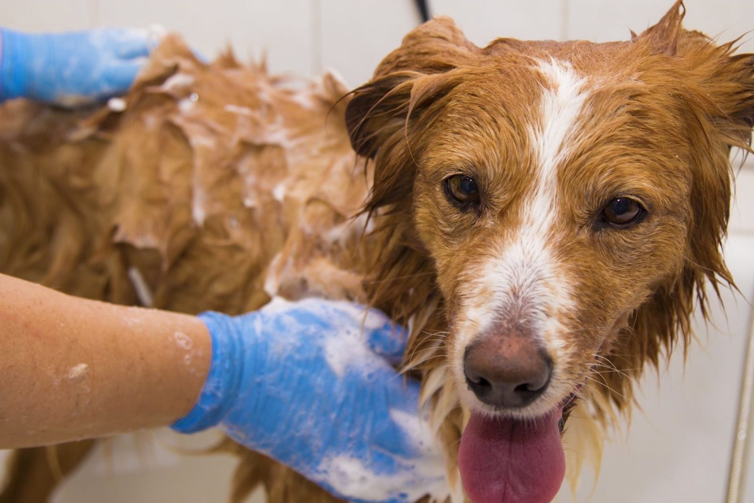 Do Border Collies Shed? Grooming Advice For Collie Owners