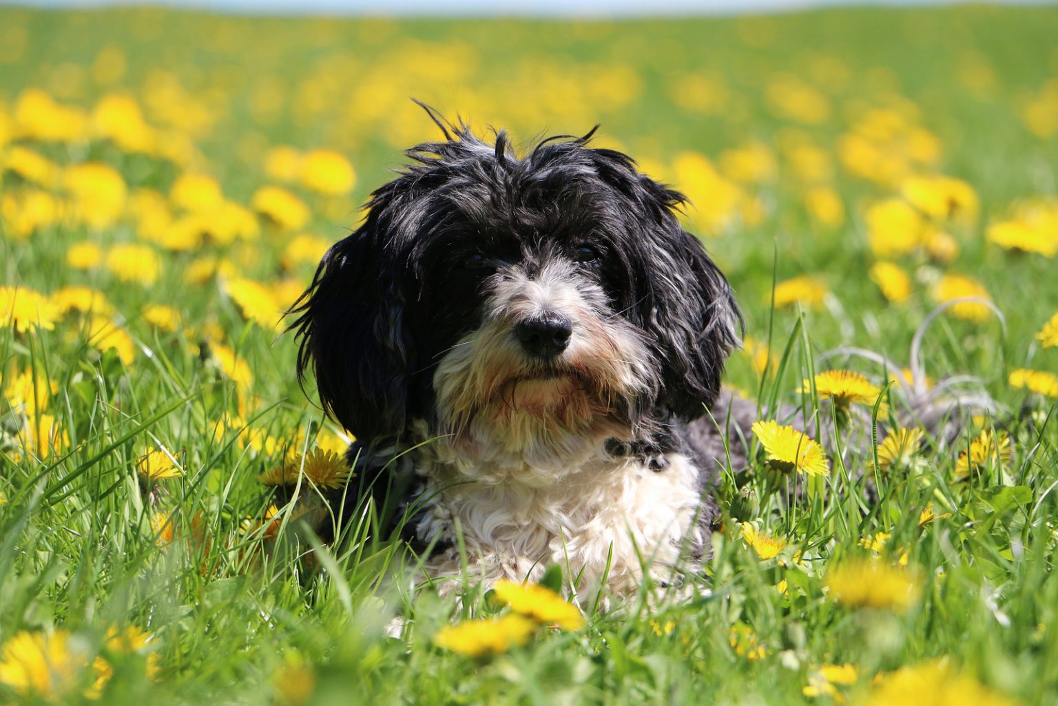 How Long Is A Havanese Lifespan