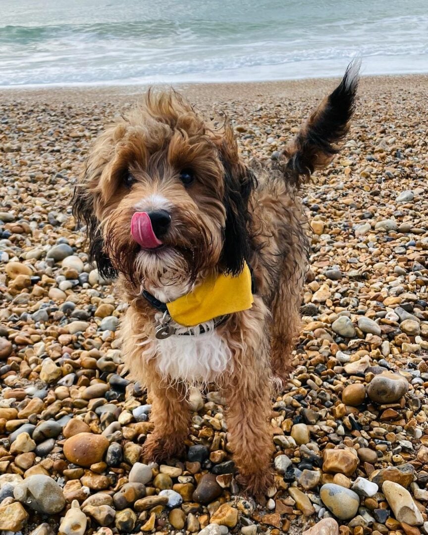 Beagle Poodle Mix: Both Loveable Breeds In One Package!