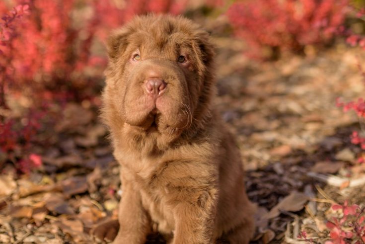 teddy coat shar pei