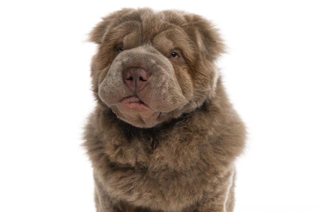 shar pei teddy bear toy