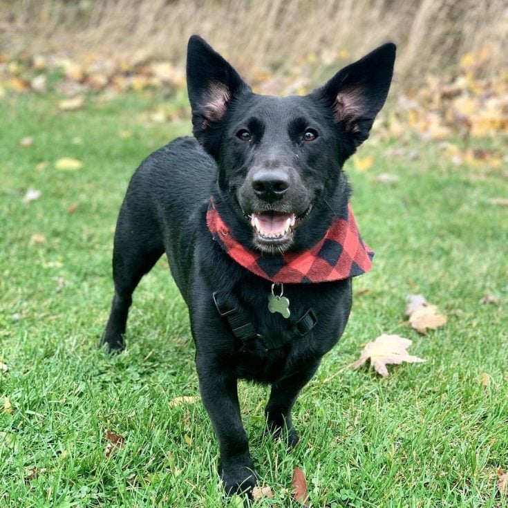 Full-grown Corgi Lab Mix Full Grown Corgi Lab Mix