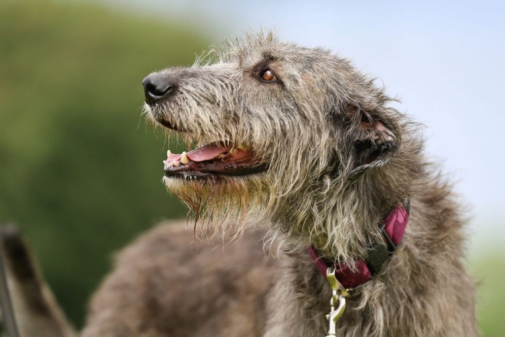 How Much Does An Irish Wolfhound Cost? Crunching Numbers