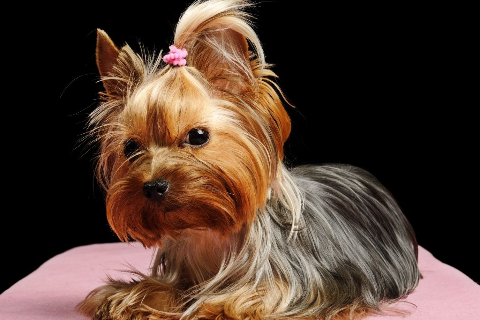 Beagle Yorkie Mix: The Smallest Family Member You're Gonna Love To Pieces