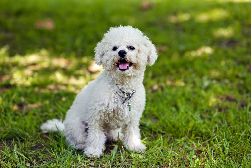 Male Vs Female Bichon Frise: Should I Choose A Sire Or A Dame?