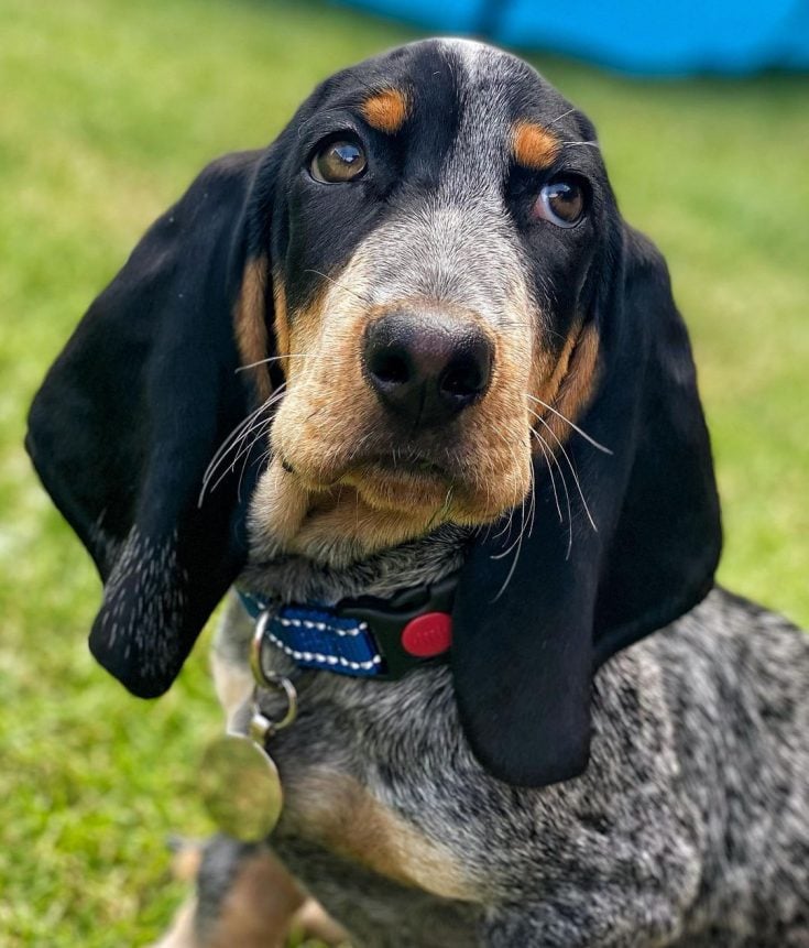 Blue Basset Hound: A Very Rare Breed, Or A Genetic Error?