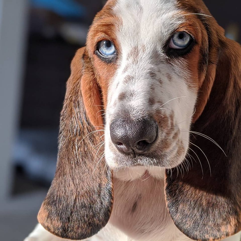 Blue Basset Hound: A Very Rare Breed, Or A Genetic Error?